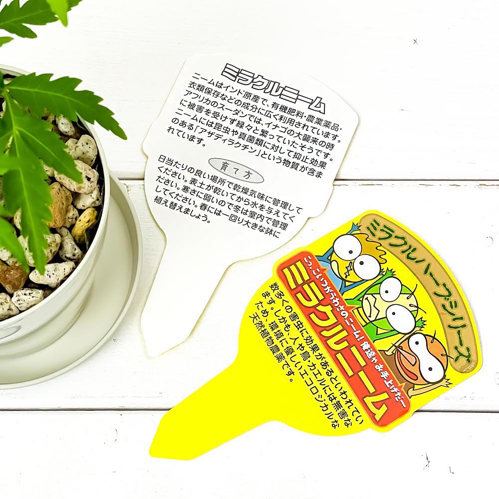 PLANCHU 虫除け植物 ミラクルニーム 3.5号鉢 受け皿付き 育て方説明書付き Azadirachta indica 神秘の樹木 観葉植物 実生