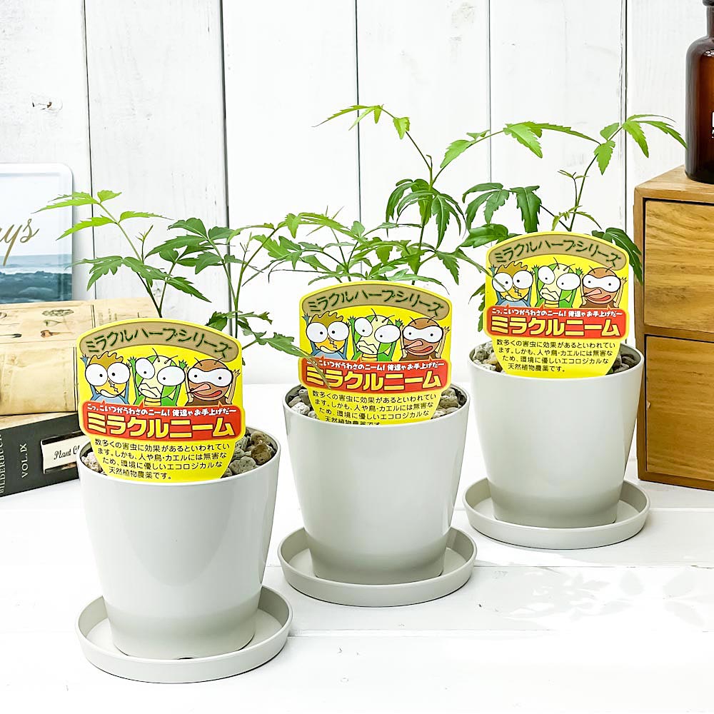 PLANCHU 虫除け植物 ミラクルニーム 3.5号鉢 3鉢セット 受け皿付き 育て方説明書付き Azadirachta indica 神秘の樹木 観葉植物 実生