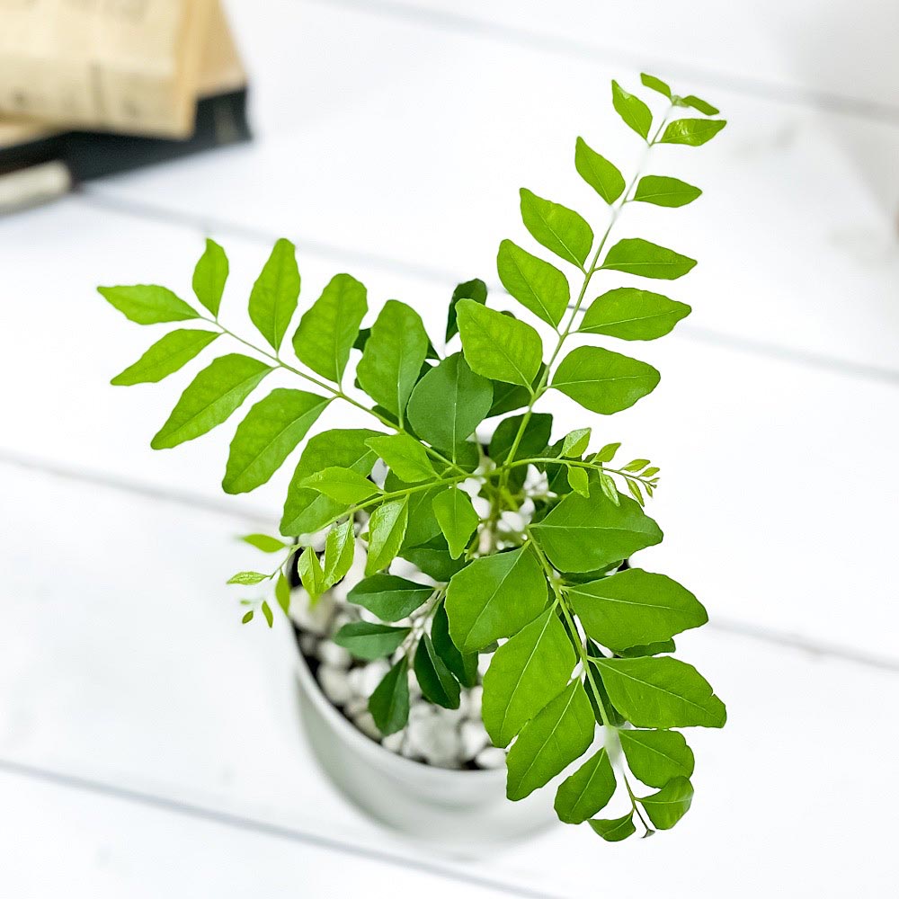 PLANCHU 観葉植物 カレーの木 3.5号鉢 受け皿付き 育て方説明書付き Murraya koenigii カレーリーフ カレーノキ ハーブ苗