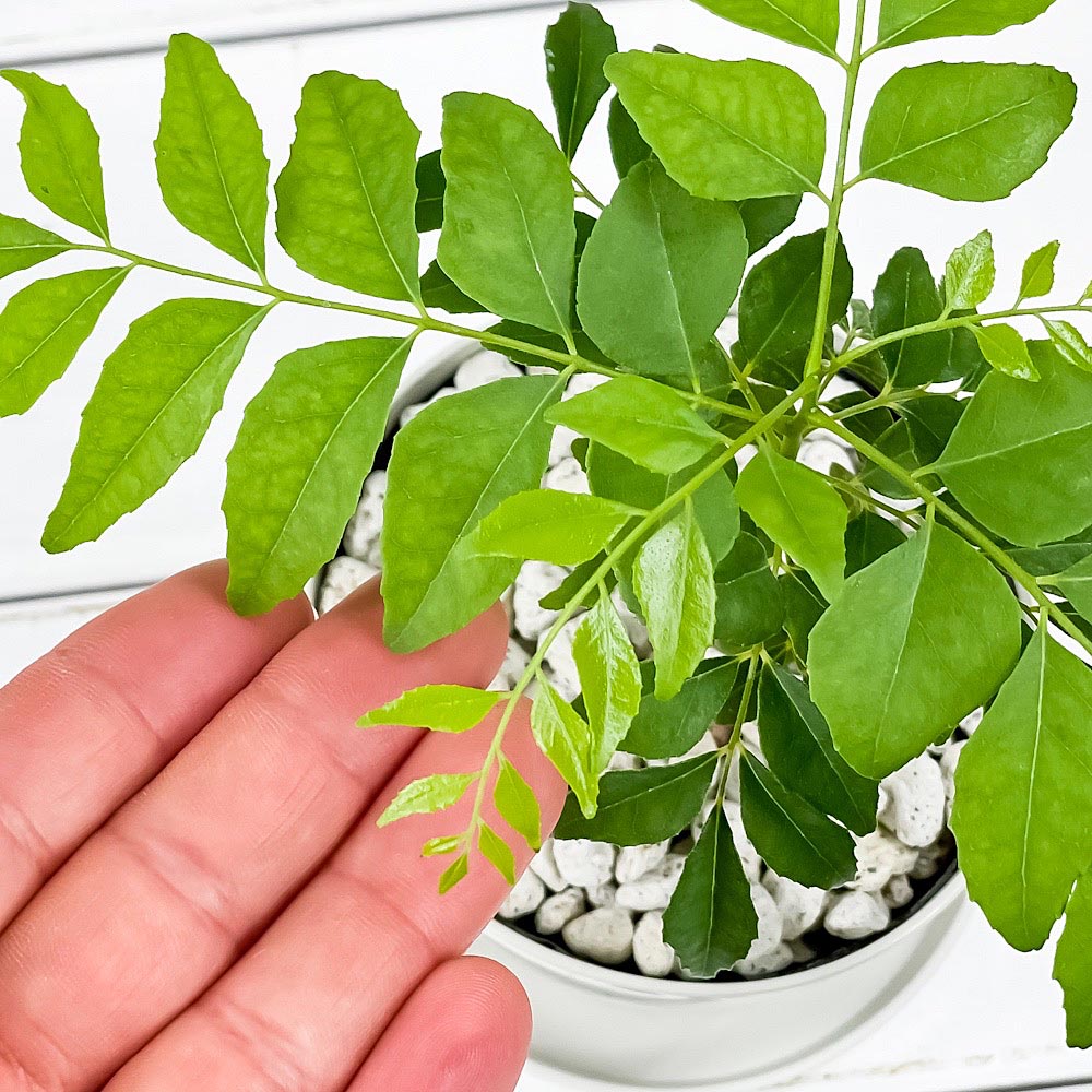 PLANCHU 観葉植物 カレーの木 3.5号鉢 受け皿付き 育て方説明書付き Murraya koenigii カレーリーフ カレーノキ ハーブ苗