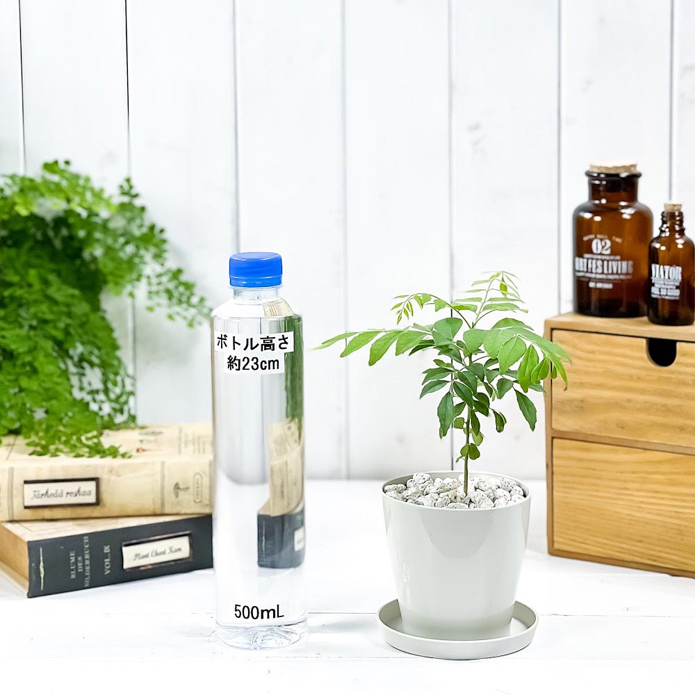 PLANCHU 観葉植物 カレーの木 3.5号鉢 受け皿付き 育て方説明書付き Murraya koenigii カレーリーフ カレーノキ ハーブ苗