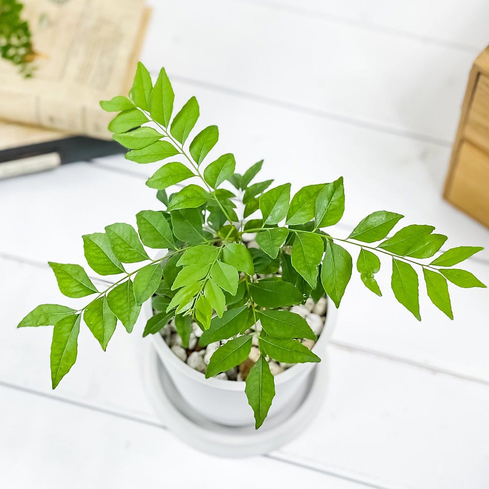 PLANCHU 観葉植物 カレーの木 4号樹脂鉢 ミディホワイト サスティー付き 受け皿付き 育て方説明書付き Murraya koenigii カレーリーフ カレーノキ ハーブ苗