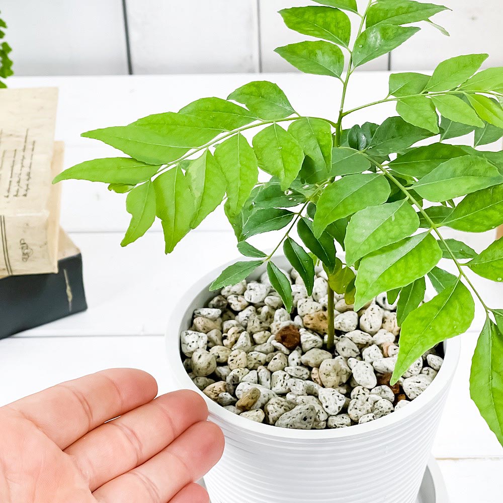 PLANCHU 観葉植物 カレーの木 4号樹脂鉢 ミディホワイト サスティー付き 受け皿付き 育て方説明書付き Murraya koenigii カレーリーフ カレーノキ ハーブ苗