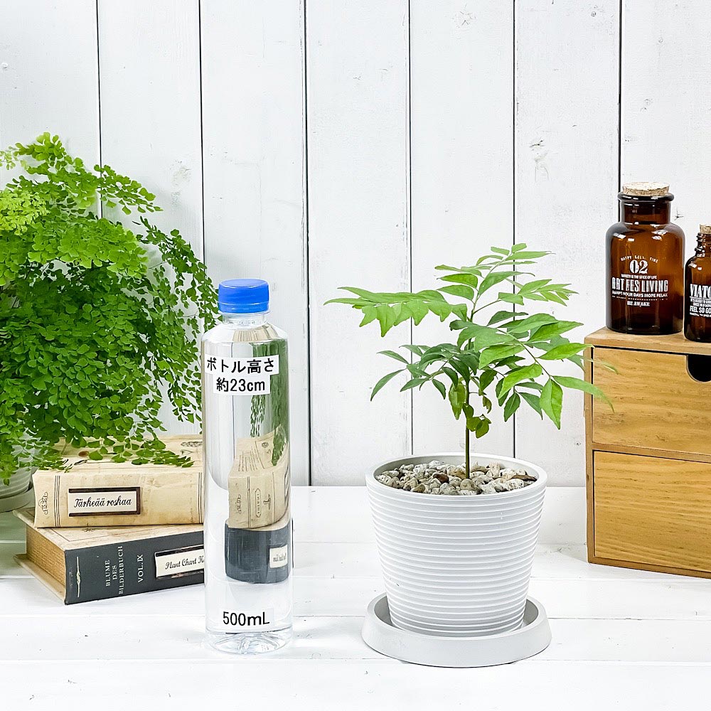 PLANCHU 観葉植物 カレーの木 4号樹脂鉢 ミディホワイト サスティー付き 受け皿付き 育て方説明書付き Murraya koenigii カレーリーフ カレーノキ ハーブ苗