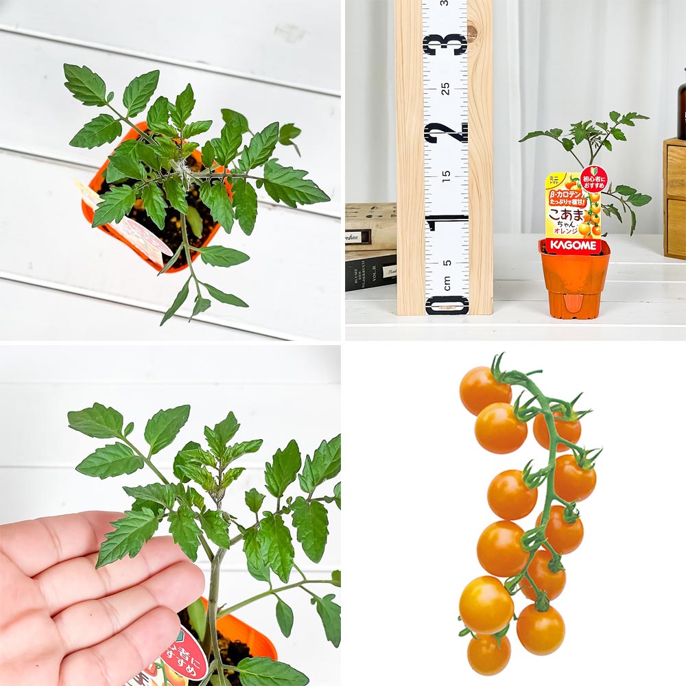 PLANCHU 野菜苗 カゴメ ミニトマト苗 お試し2種セット こあまちゃん & こあまちゃんオレンジ 3号ポット KAGOME ベランダ菜園 家庭菜園
