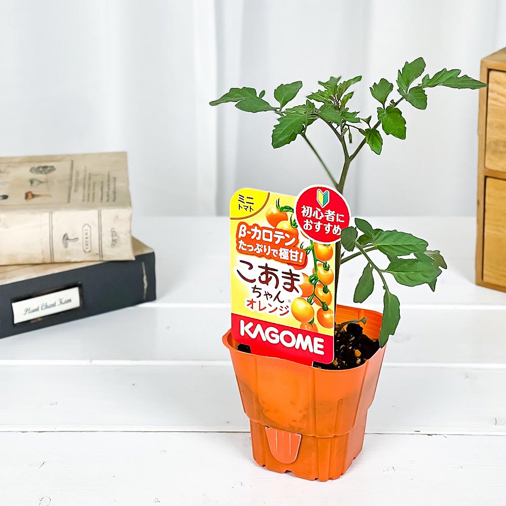 PLANCHU 野菜苗 カゴメ ミニトマト苗 こあまちゃんオレンジ 3号ポット KAGOME ベランダ菜園 家庭菜園