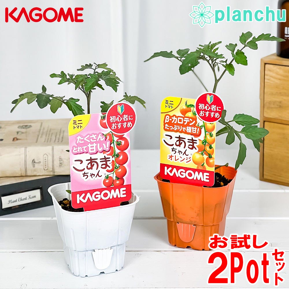 PLANCHU 野菜苗 カゴメ ミニトマト苗 お試し2種セット こあまちゃん & こあまちゃんオレンジ 3号ポット KAGOME ベランダ菜園 家庭菜園