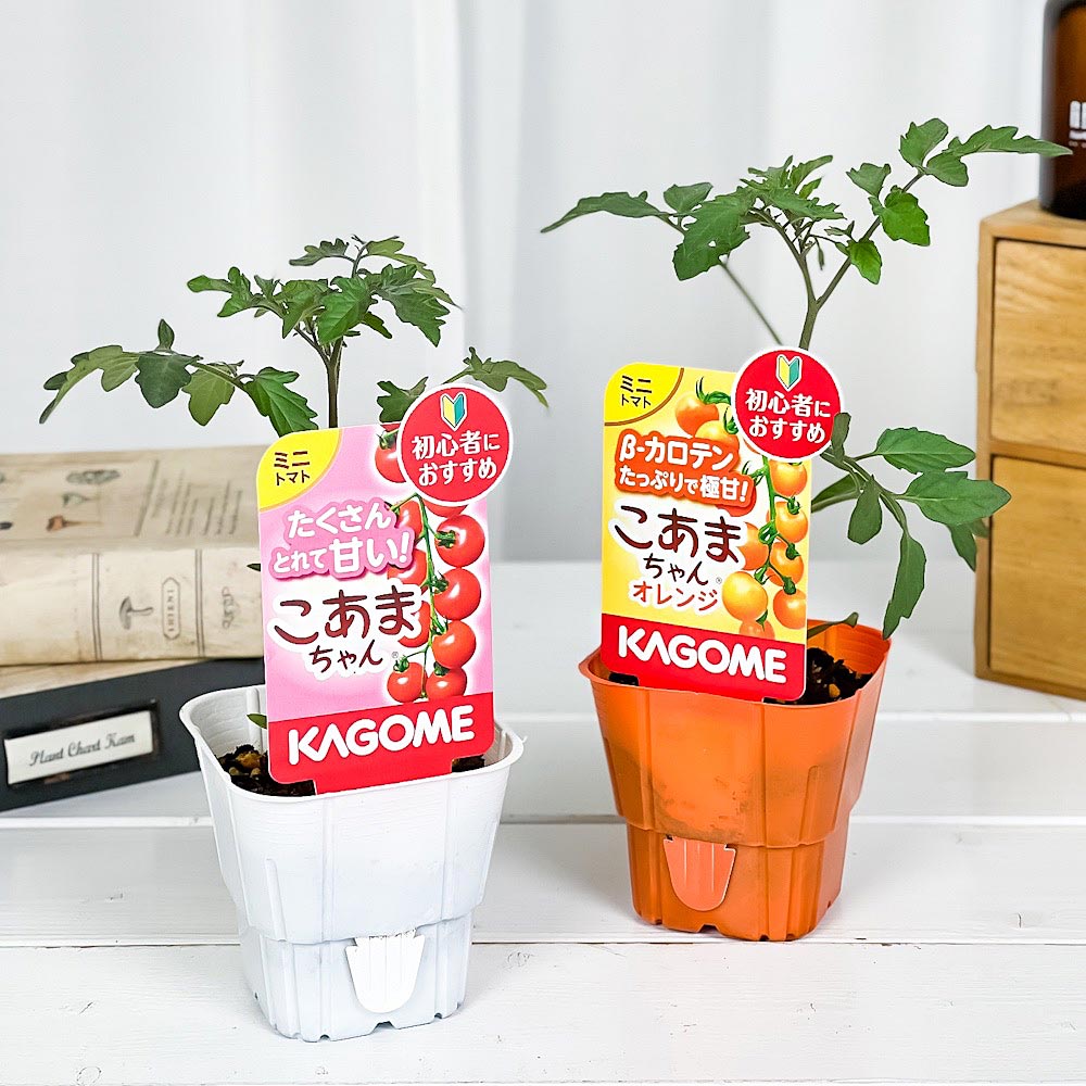 PLANCHU 野菜苗 カゴメ ミニトマト苗 お試し2種セット こあまちゃん & こあまちゃんオレンジ 3号ポット KAGOME ベランダ菜園 家庭菜園