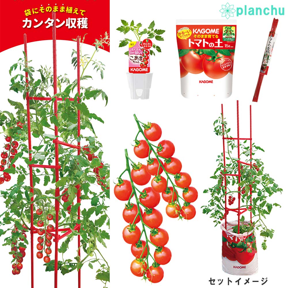 PLANCHU ベランダ菜園 野菜栽培セット カゴメ ミニトマト苗 こあまちゃん (苗 培養土 支柱 3点セット) KAGOME トマト栽培セット 家庭菜園 簡単