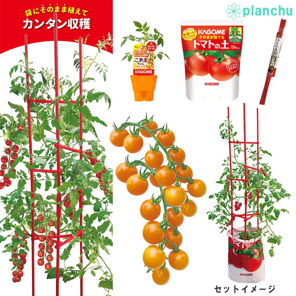 PLANCHU ベランダ菜園 野菜栽培セット カゴメ ミニトマト苗 こあまちゃんオレンジ (苗 培養土 支柱 3点セット) KAGOME トマト栽培セット 家庭菜園 簡単