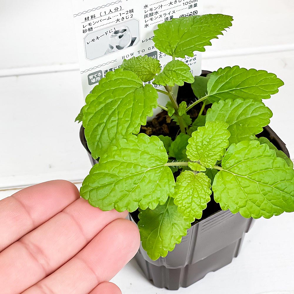 PLANCHU ハーブ苗 S&B レモンバーム 3号ポット エスビー食品 フレッシュハーブ コンパニオンプランツ ベランダ菜園 家庭菜園 JAN4901002604295