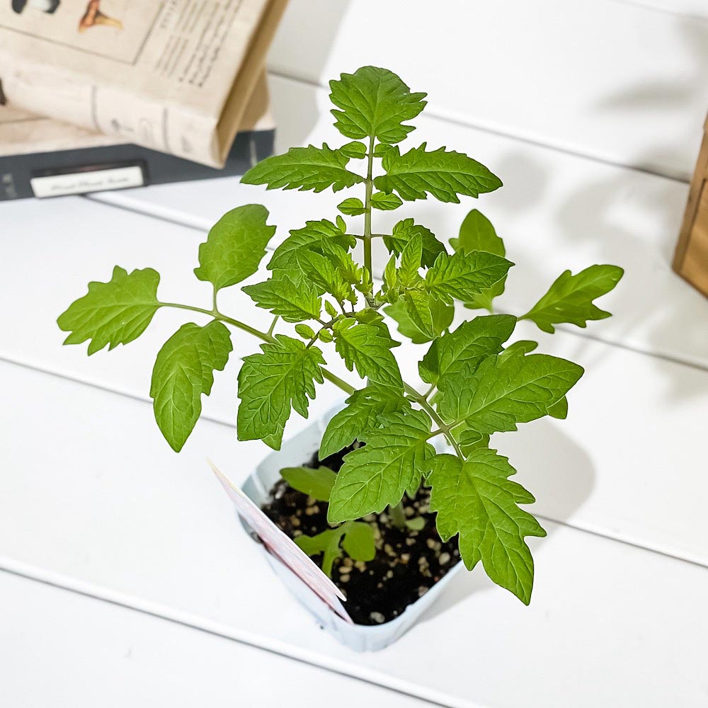PLANCHU 野菜苗 カゴメ ミニトマト苗 ぷるるん 3号ポット KAGOME ベランダ菜園 家庭菜園