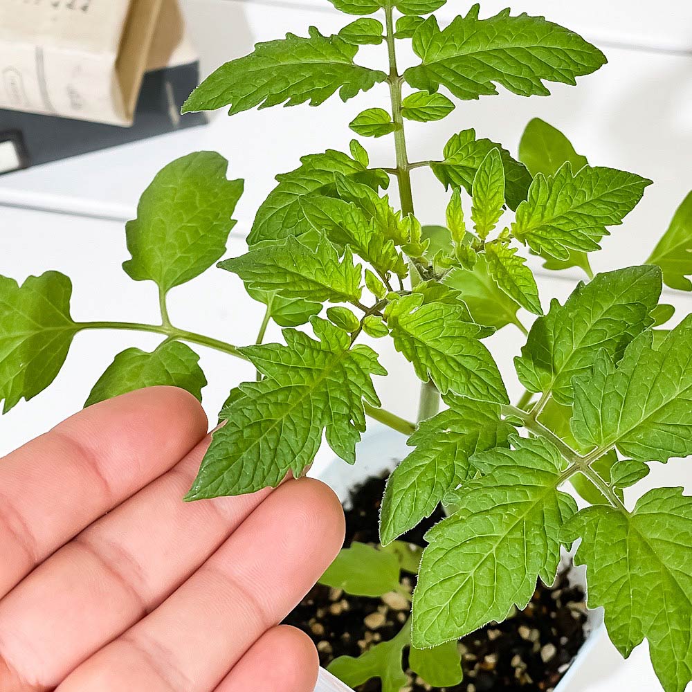 PLANCHU 野菜苗 カゴメ ミニトマト苗 ぷるるん 3号ポット KAGOME ベランダ菜園 家庭菜園