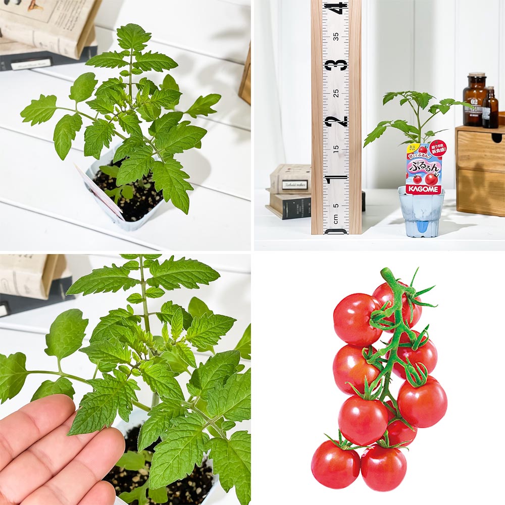 PLANCHU 野菜苗 カゴメ ミニトマト苗 ぷるるん 3号ポット KAGOME ベランダ菜園 家庭菜園