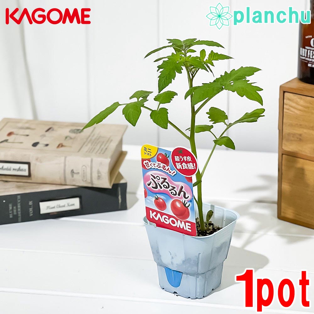 PLANCHU 野菜苗 カゴメ ミニトマト苗 ぷるるん 3号ポット KAGOME ベランダ菜園 家庭菜園