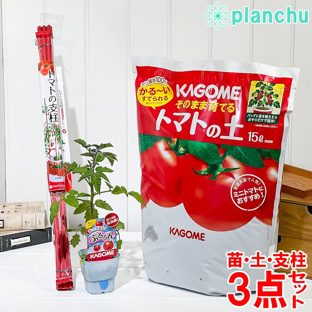 PLANCHU ベランダ菜園 野菜栽培セット カゴメ ミニトマト苗 ぷるるん (苗 培養土 支柱 3点セット) KAGOME トマト栽培セット 家庭菜園 簡単