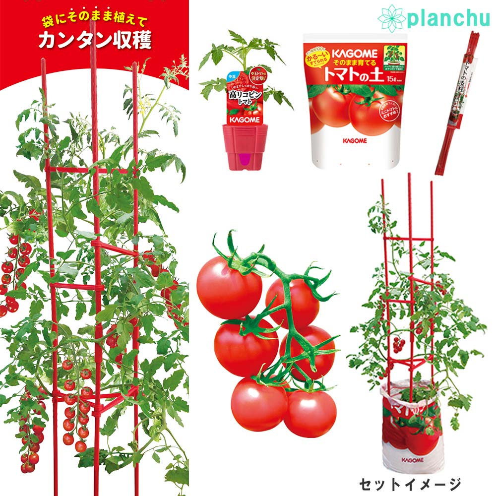 PLANCHU ベランダ菜園 野菜栽培セット カゴメ 中玉トマト苗 高リコピン(苗 培養土 支柱 3点セット) KAGOME トマト栽培セット 家庭菜園 簡単