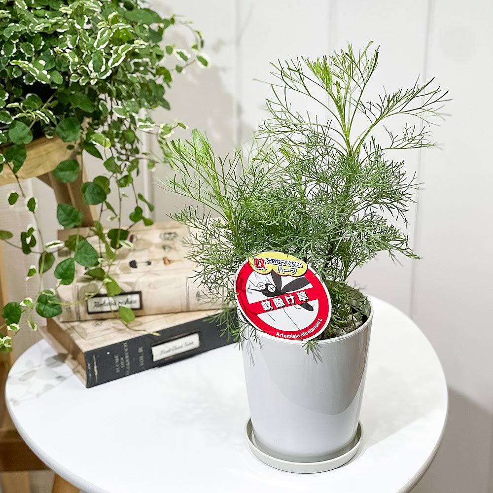 PLANCHU ハーブ苗 アルテミシア 蚊除け草 4号鉢 受け皿付き Artemisia abrotanum 宿根草 虫除け植物 サザンウッド