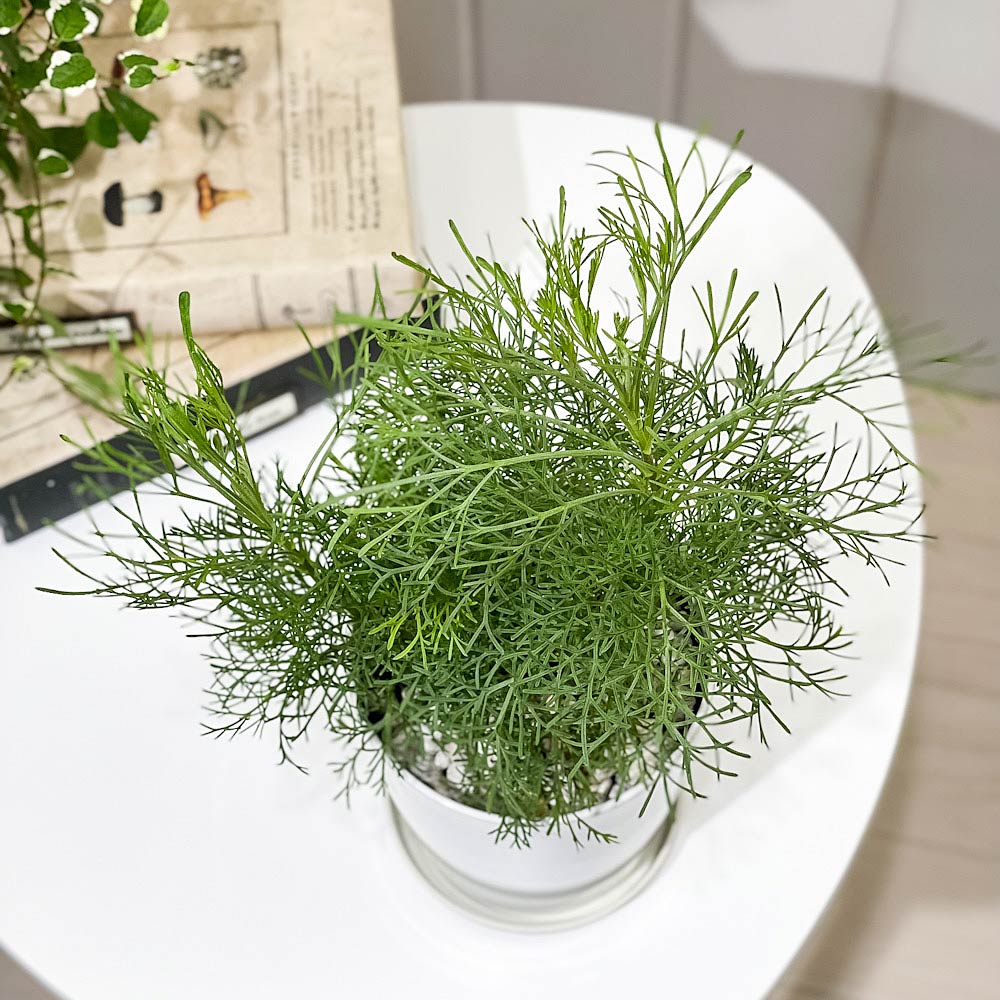 PLANCHU ハーブ苗 アルテミシア 蚊除け草 4号鉢 受け皿付き Artemisia abrotanum 宿根草 虫除け植物 サザンウッド