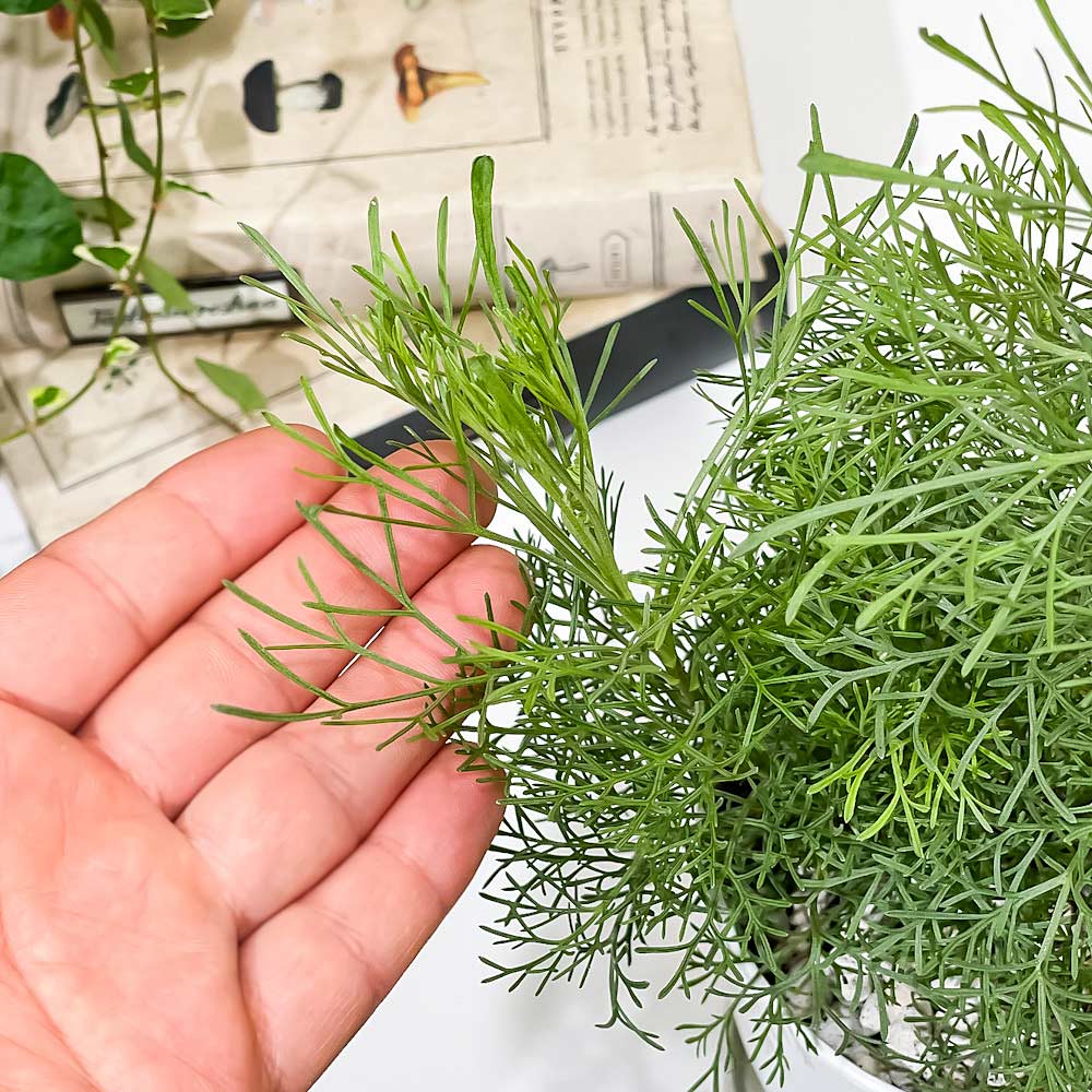 PLANCHU ハーブ苗 アルテミシア 蚊除け草 4号鉢 受け皿付き Artemisia abrotanum 宿根草 虫除け植物 サザンウッド