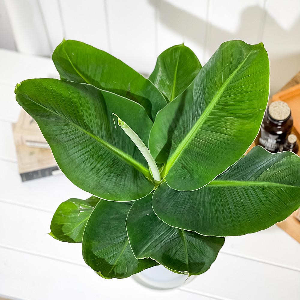 PLANCHU 熱帯果樹 三尺バナナ 6号鉢 受け皿付き 育て方説明書付き Musa acuminata ‘Dwarf Cavendish’ サンジャクバナナ バナナの木 苗 観葉植物