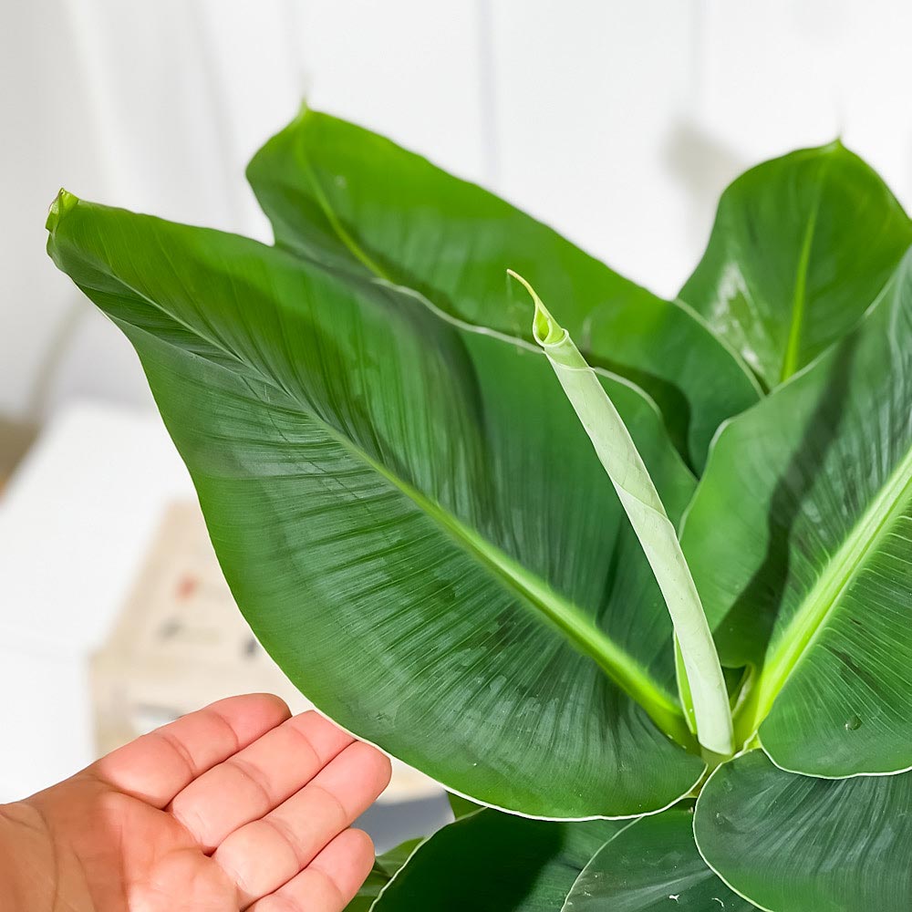 PLANCHU 熱帯果樹 三尺バナナ 6号鉢 受け皿付き 育て方説明書付き Musa acuminata ‘Dwarf Cavendish’ サンジャクバナナ バナナの木 苗 観葉植物