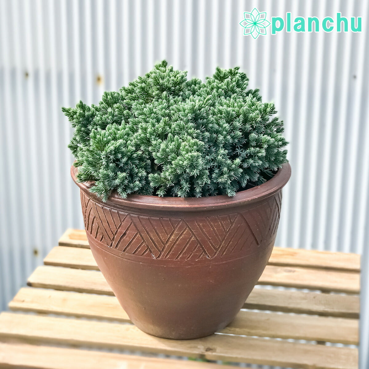PLANCHU コニファー ジュニペルス ブルースター タイテラコッタ鉢植え 庭木 常緑低木 北欧スタイル グランドカバー