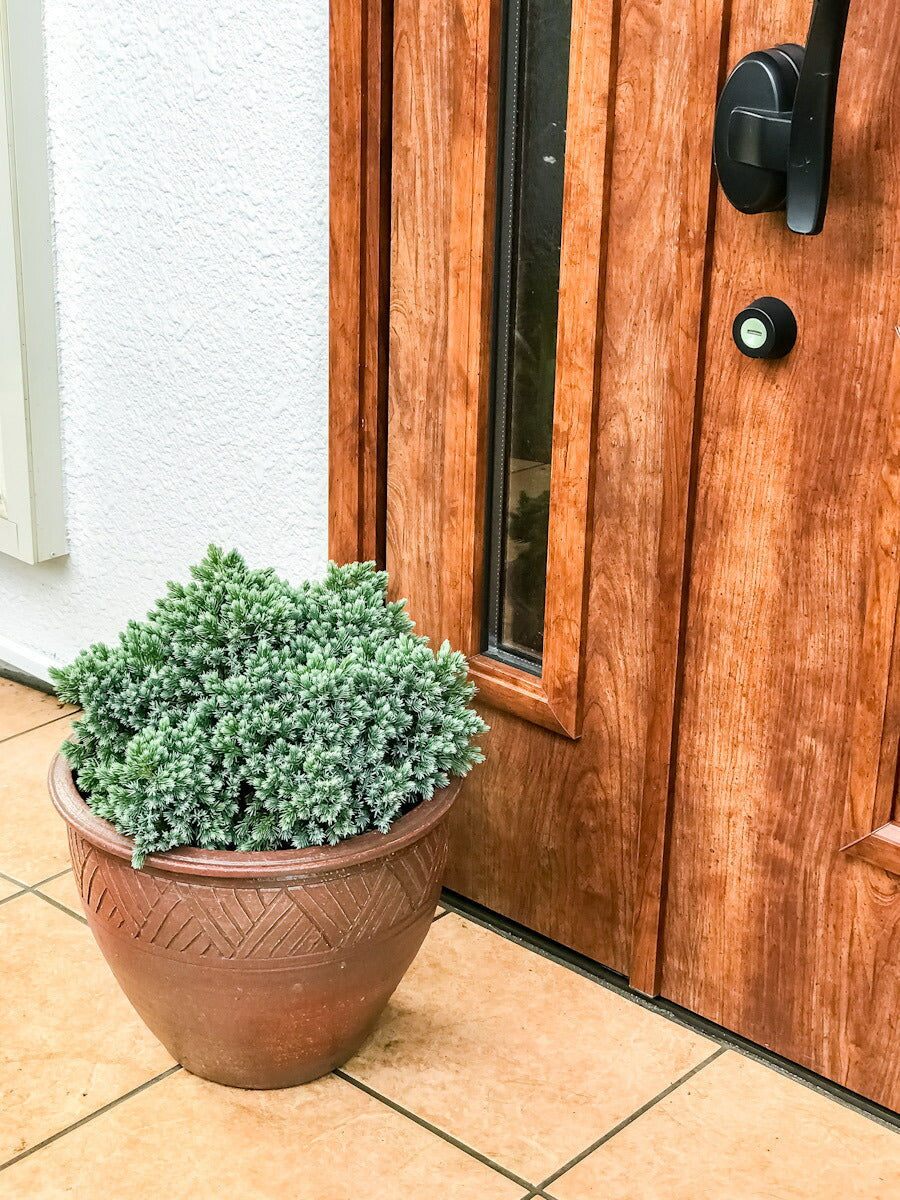 PLANCHU コニファー ジュニペルス ブルースター タイテラコッタ鉢植え 庭木 常緑低木 北欧スタイル グランドカバー