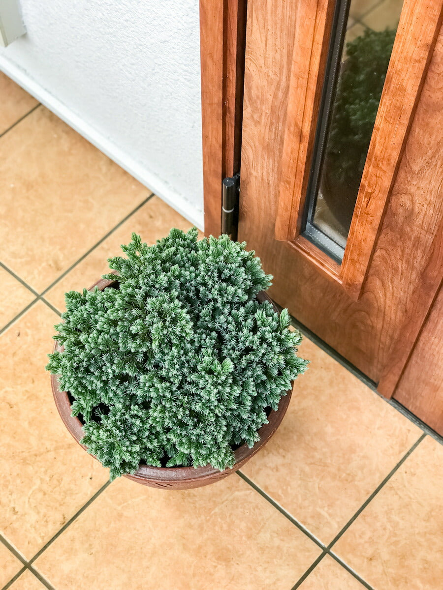 PLANCHU コニファー ジュニペルス ブルースター タイテラコッタ鉢植え 庭木 常緑低木 北欧スタイル グランドカバー