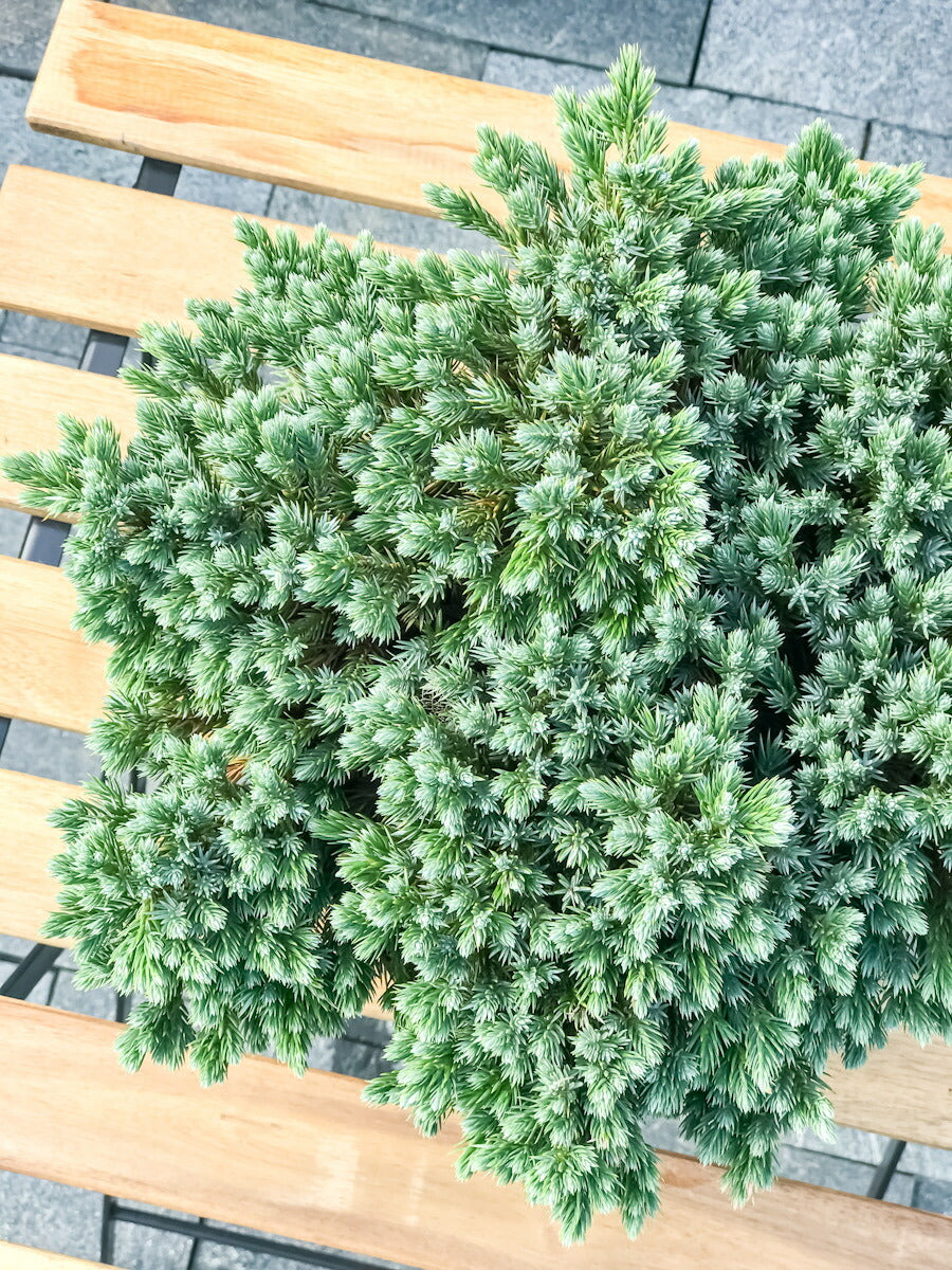 PLANCHU コニファー ジュニペルス ブルースター タイテラコッタ鉢植え 庭木 常緑低木 北欧スタイル グランドカバー