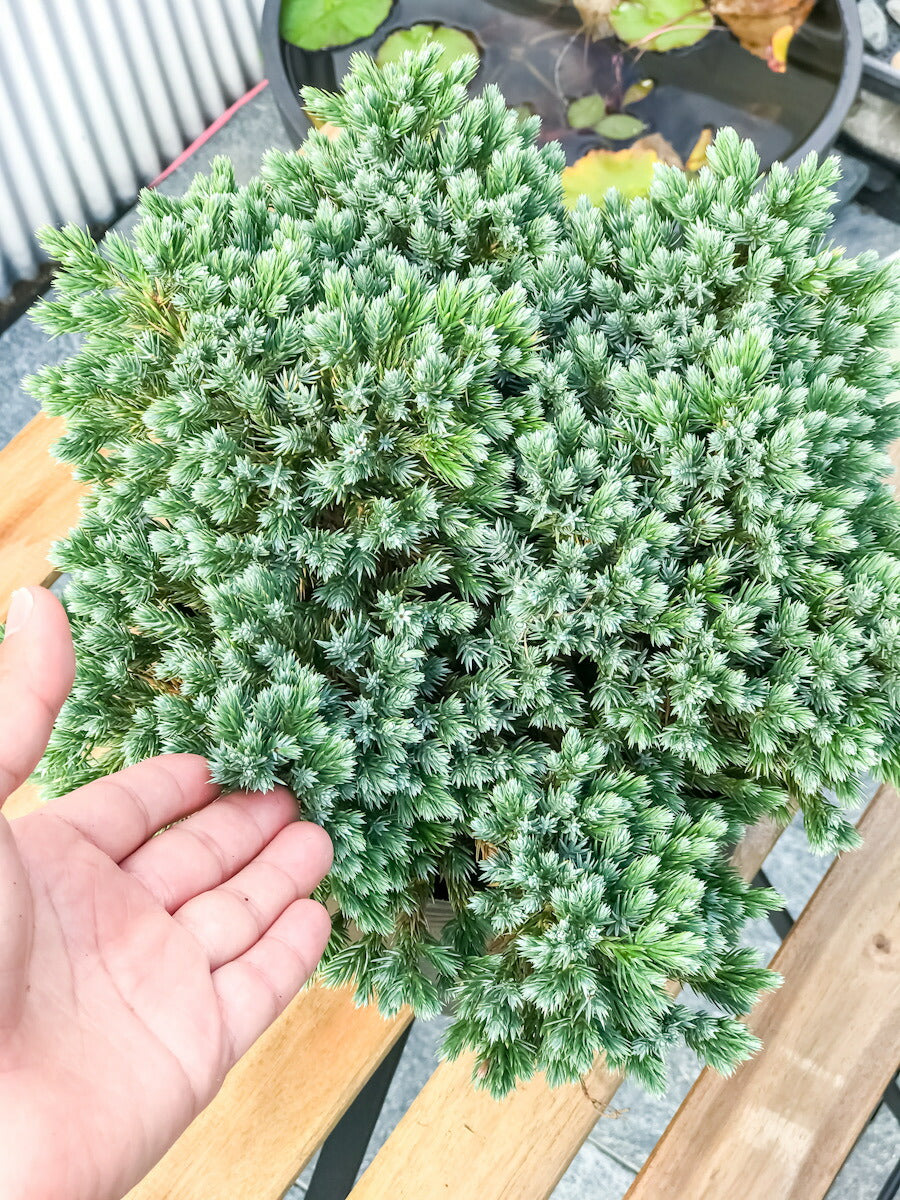 PLANCHU コニファー ジュニペルス ブルースター タイテラコッタ鉢植え 庭木 常緑低木 北欧スタイル グランドカバー