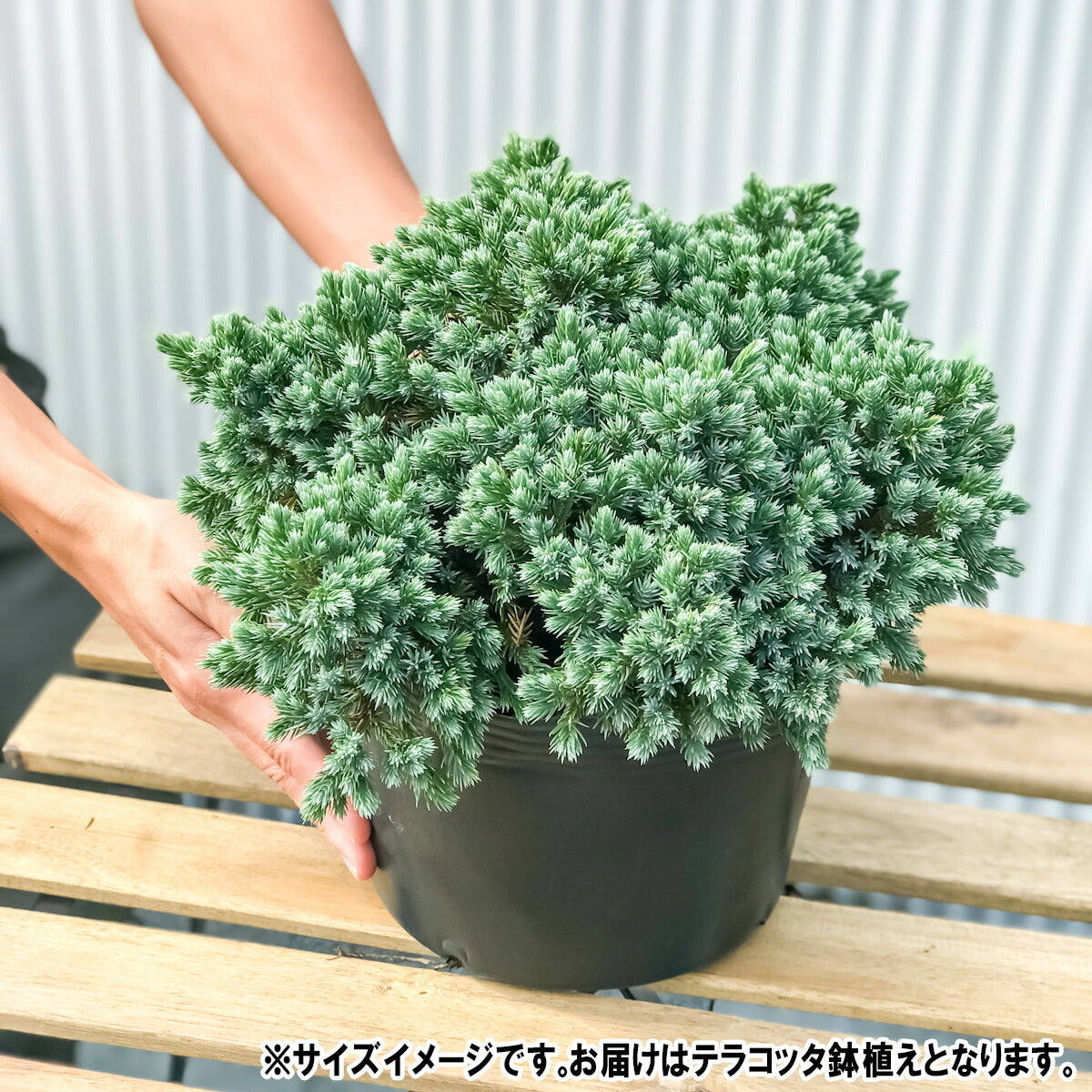 PLANCHU コニファー ジュニペルス ブルースター タイテラコッタ鉢植え 庭木 常緑低木 北欧スタイル グランドカバー