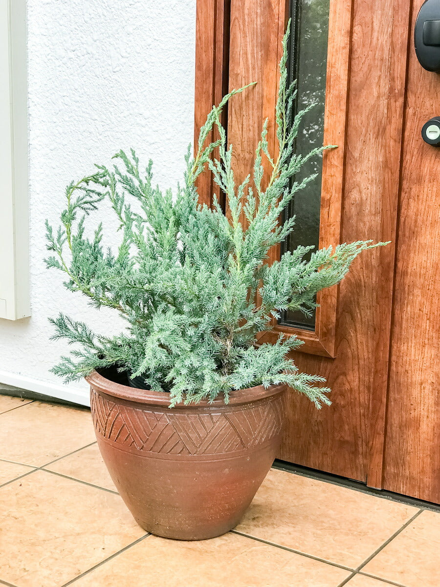 PLANCHU コニファー ジュニペルス ブルーカーペット タイテラコッタ鉢植え 庭木 常緑低木 北欧スタイル グランドカバー