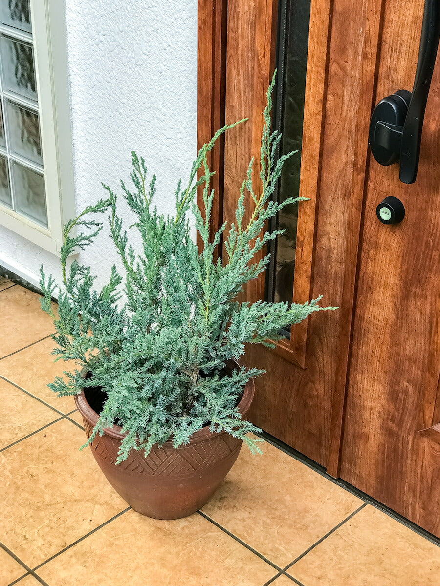PLANCHU コニファー ジュニペルス ブルーカーペット タイテラコッタ鉢植え 庭木 常緑低木 北欧スタイル グランドカバー