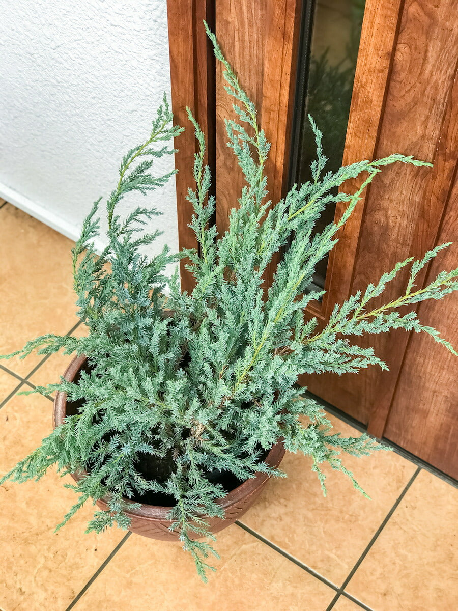 PLANCHU コニファー ジュニペルス ブルーカーペット タイテラコッタ鉢植え 庭木 常緑低木 北欧スタイル グランドカバー