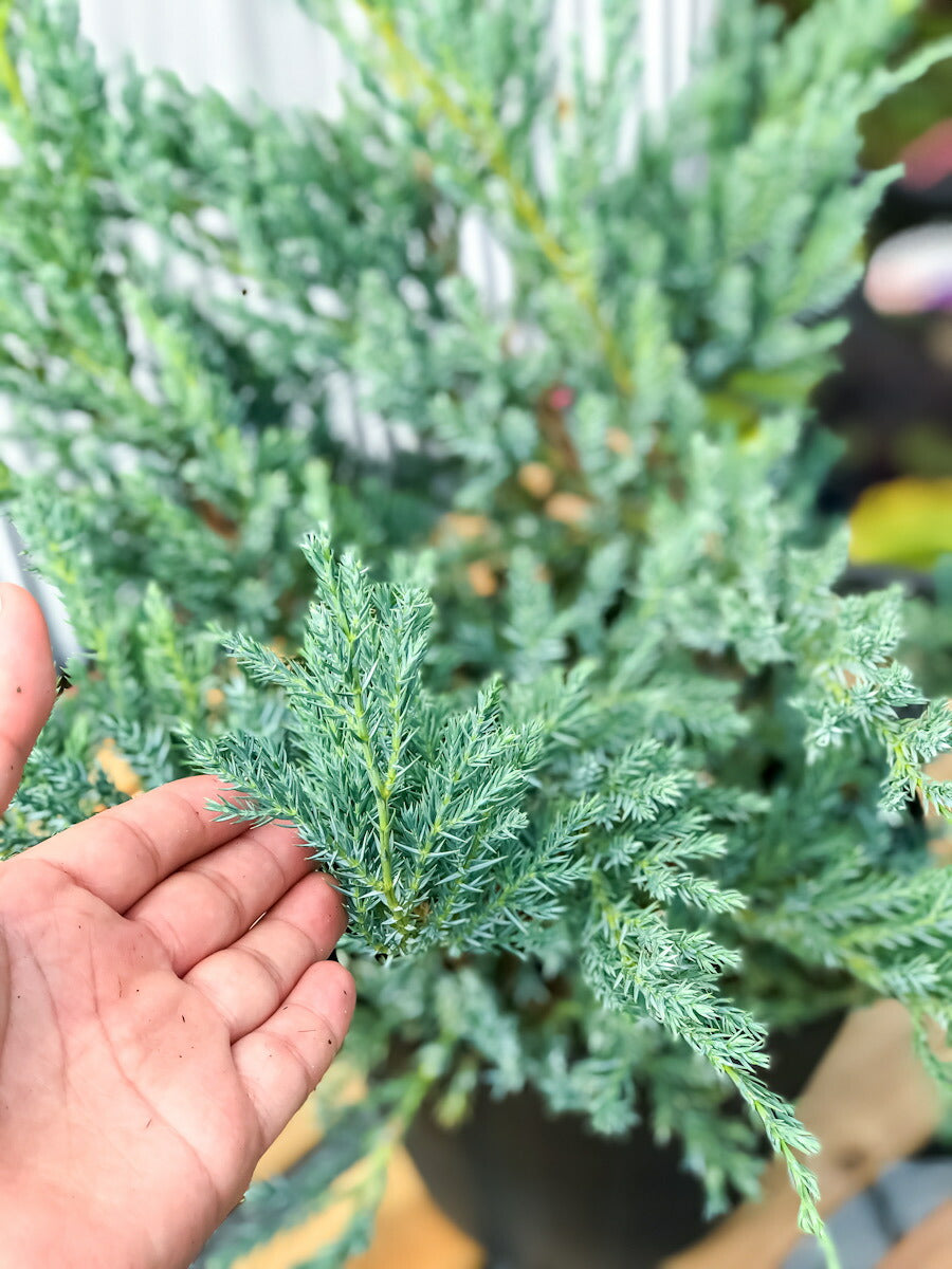 PLANCHU コニファー ジュニペルス ブルーカーペット タイテラコッタ鉢植え 庭木 常緑低木 北欧スタイル グランドカバー