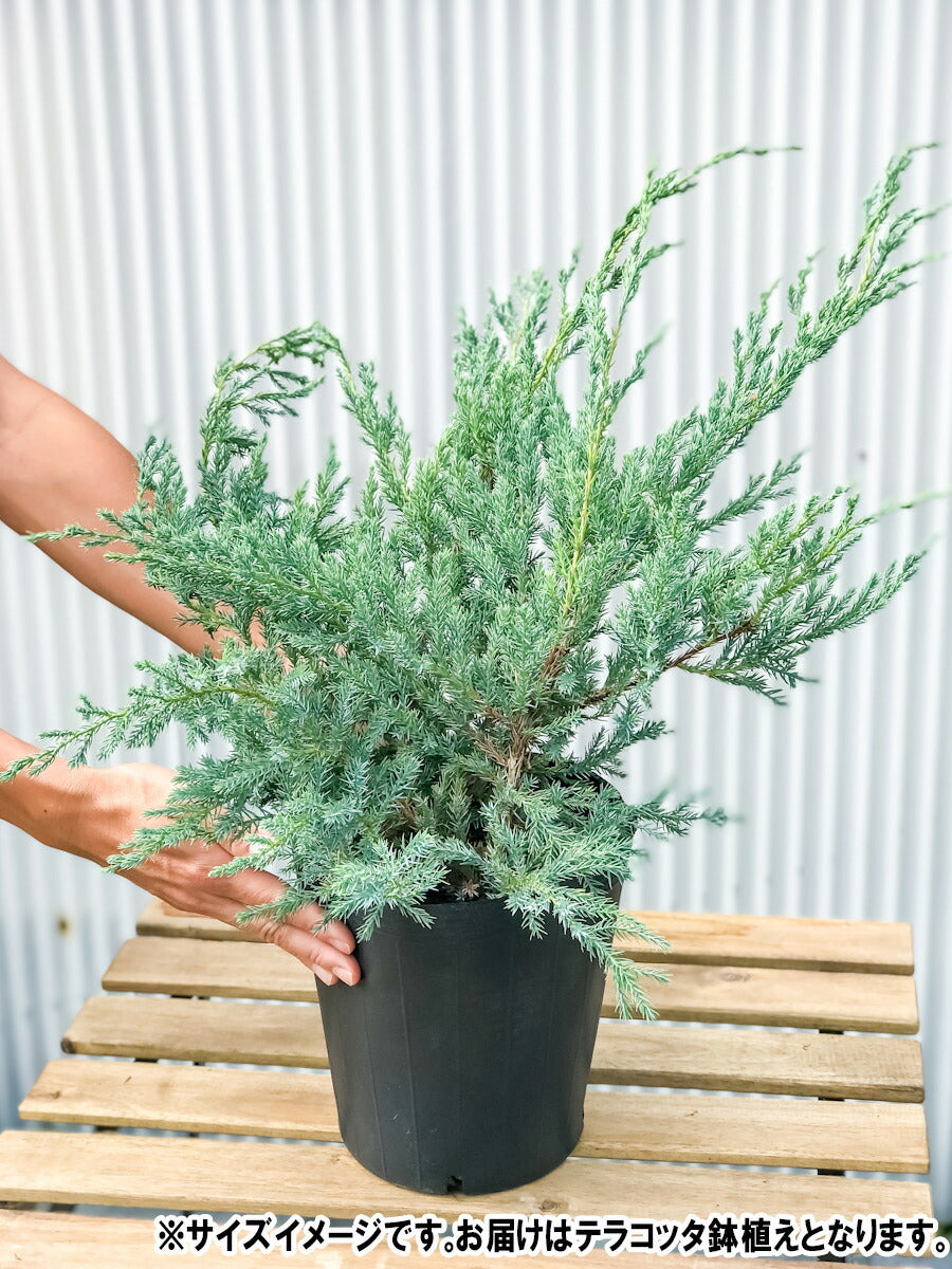 PLANCHU コニファー ジュニペルス ブルーカーペット タイテラコッタ鉢植え 庭木 常緑低木 北欧スタイル グランドカバー