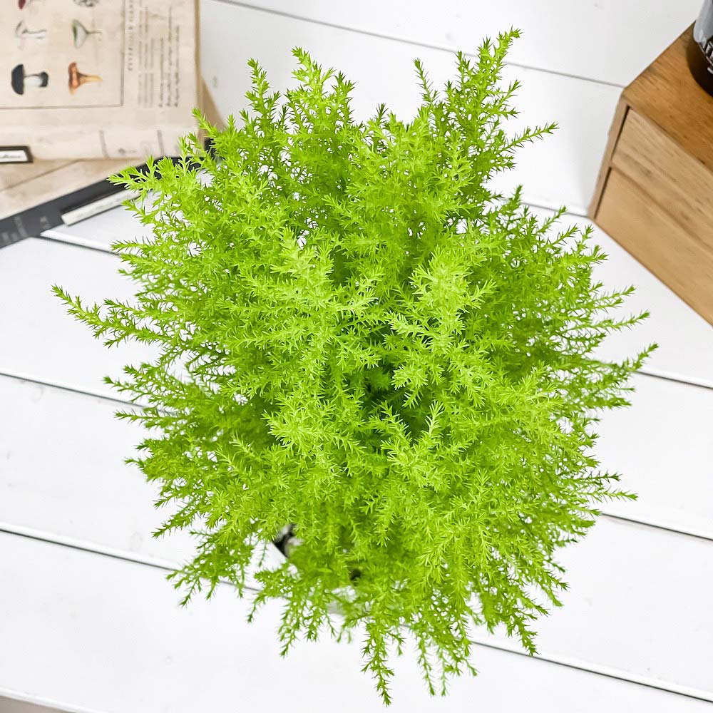 PLANCHU 観葉植物 コニファー ゴールドクレスト ウィルマ 4号鉢 受け皿付き 育て方説明書付き Cupressus macrocarpa ‘Wilma’ 庭木 植木 針葉樹 クリスマスツリー