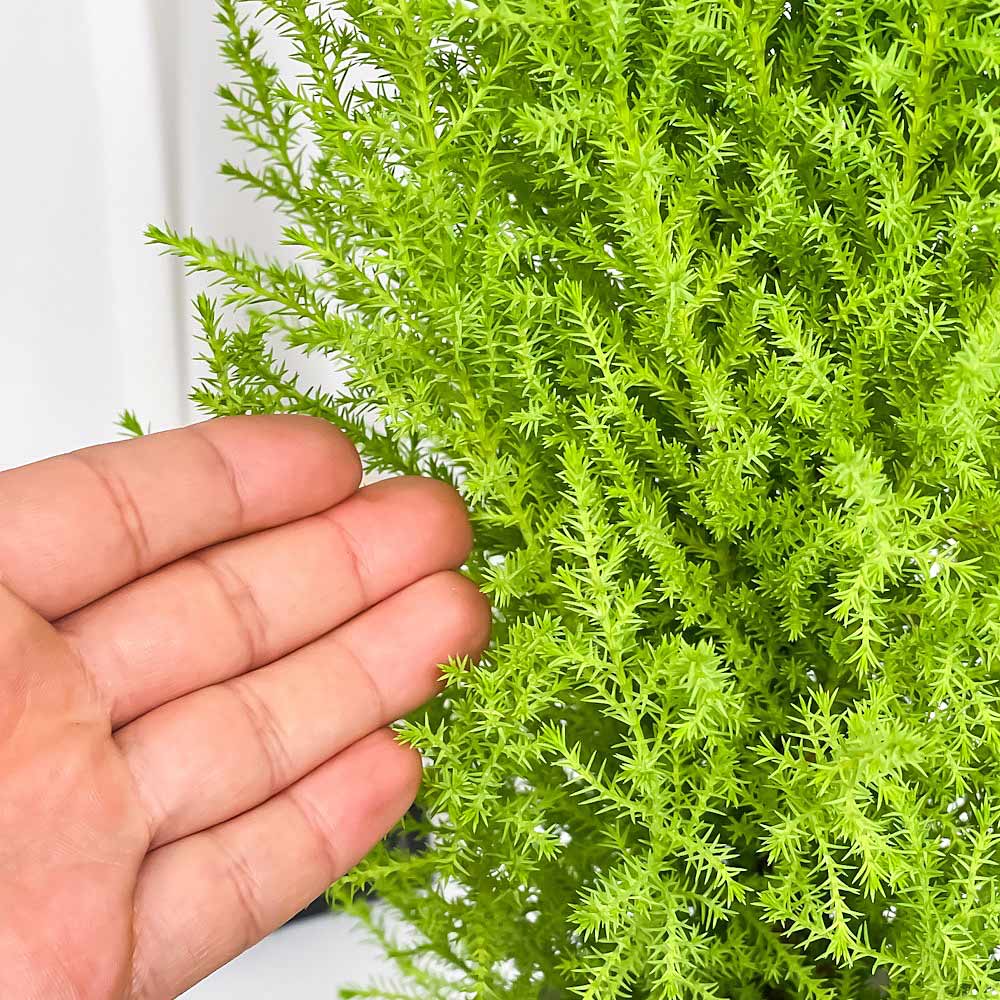PLANCHU 観葉植物 コニファー ゴールドクレスト ウィルマ 4号鉢 受け皿付き 育て方説明書付き Cupressus macrocarpa ‘Wilma’ 庭木 植木 針葉樹 クリスマスツリー