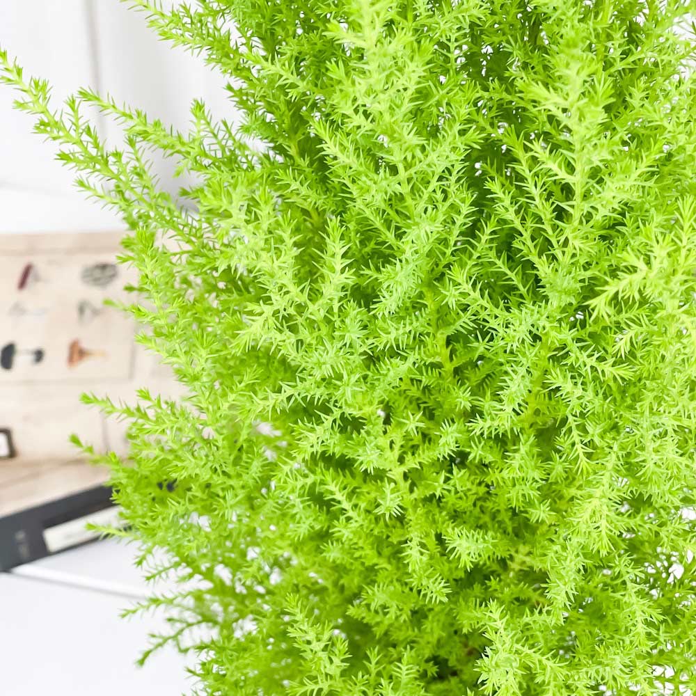 PLANCHU 観葉植物 コニファー ゴールドクレスト ウィルマ 4号鉢 受け皿付き 育て方説明書付き Cupressus macrocarpa ‘Wilma’ 庭木 植木 針葉樹 クリスマスツリー