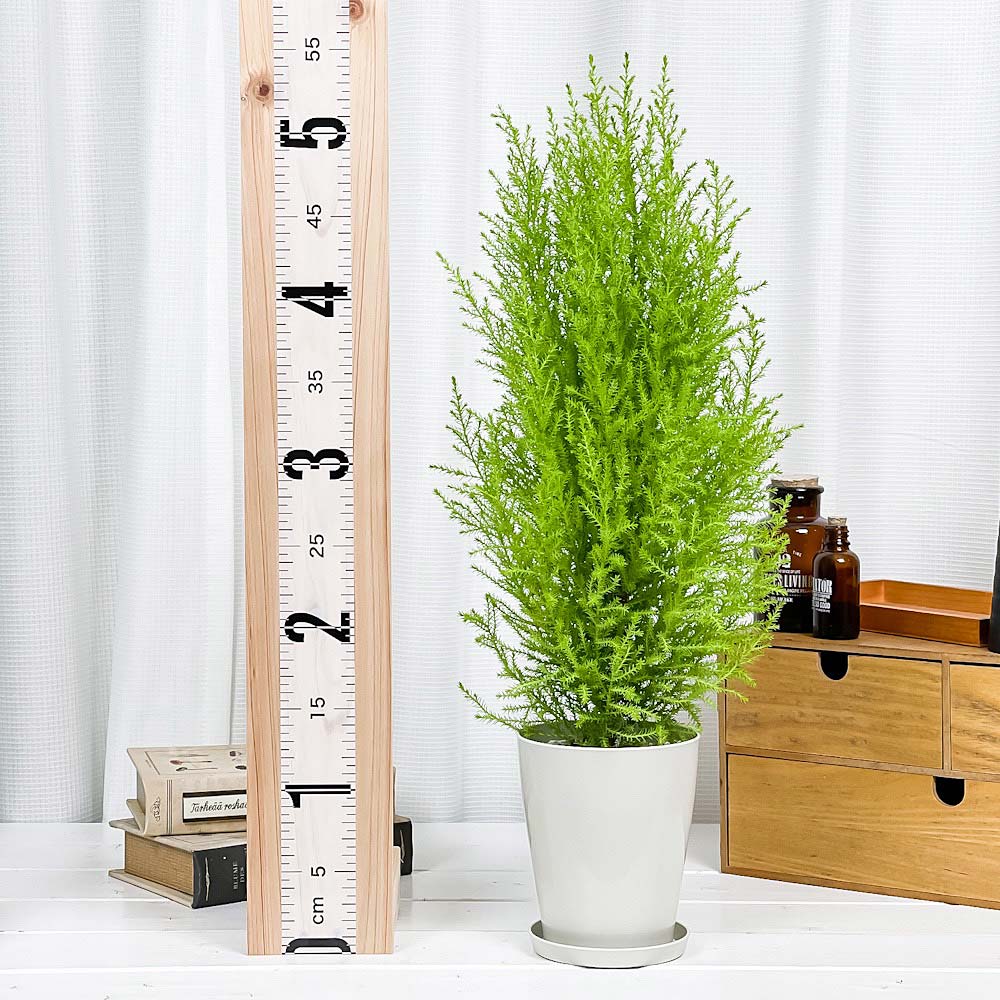 PLANCHU 観葉植物 コニファー ゴールドクレスト ウィルマ 4号鉢 受け皿付き 育て方説明書付き Cupressus macrocarpa ‘Wilma’ 庭木 植木 針葉樹 クリスマスツリー