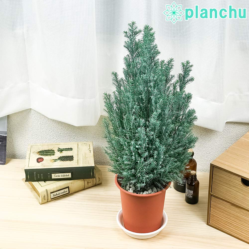 テレビで紹介されました！ PLANCHU 観葉植物 コニファー シルバー