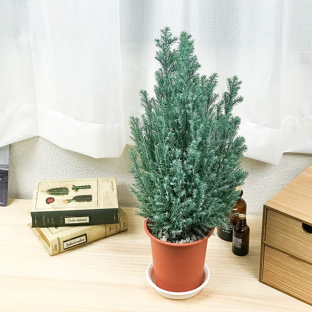 PLANCHU 観葉植物 コニファー シルバースター 4号鉢 受け皿付き 育て方説明書付き Chamaecyparis lawsoniana ‘Ellwoodii’ エルウッディー 庭木 植木 針葉樹 クリスマスツリー