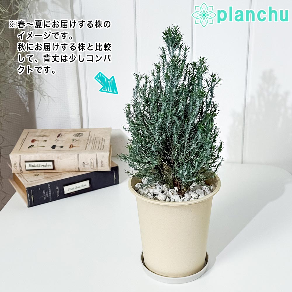 PLANCHU 観葉植物 コニファー シルバースター 4号鉢 受け皿付き 育て方説明書付き Chamaecyparis lawsoniana ‘Ellwoodii’ エルウッディー 庭木 植木 針葉樹 クリスマスツリー