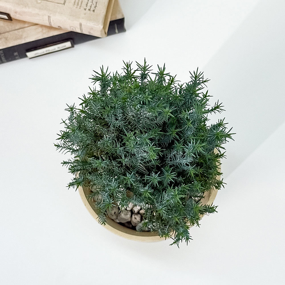 PLANCHU 観葉植物 コニファー シルバースター 4号鉢 受け皿付き 育て方説明書付き Chamaecyparis lawsoniana ‘Ellwoodii’ エルウッディー 庭木 植木 針葉樹 クリスマスツリー