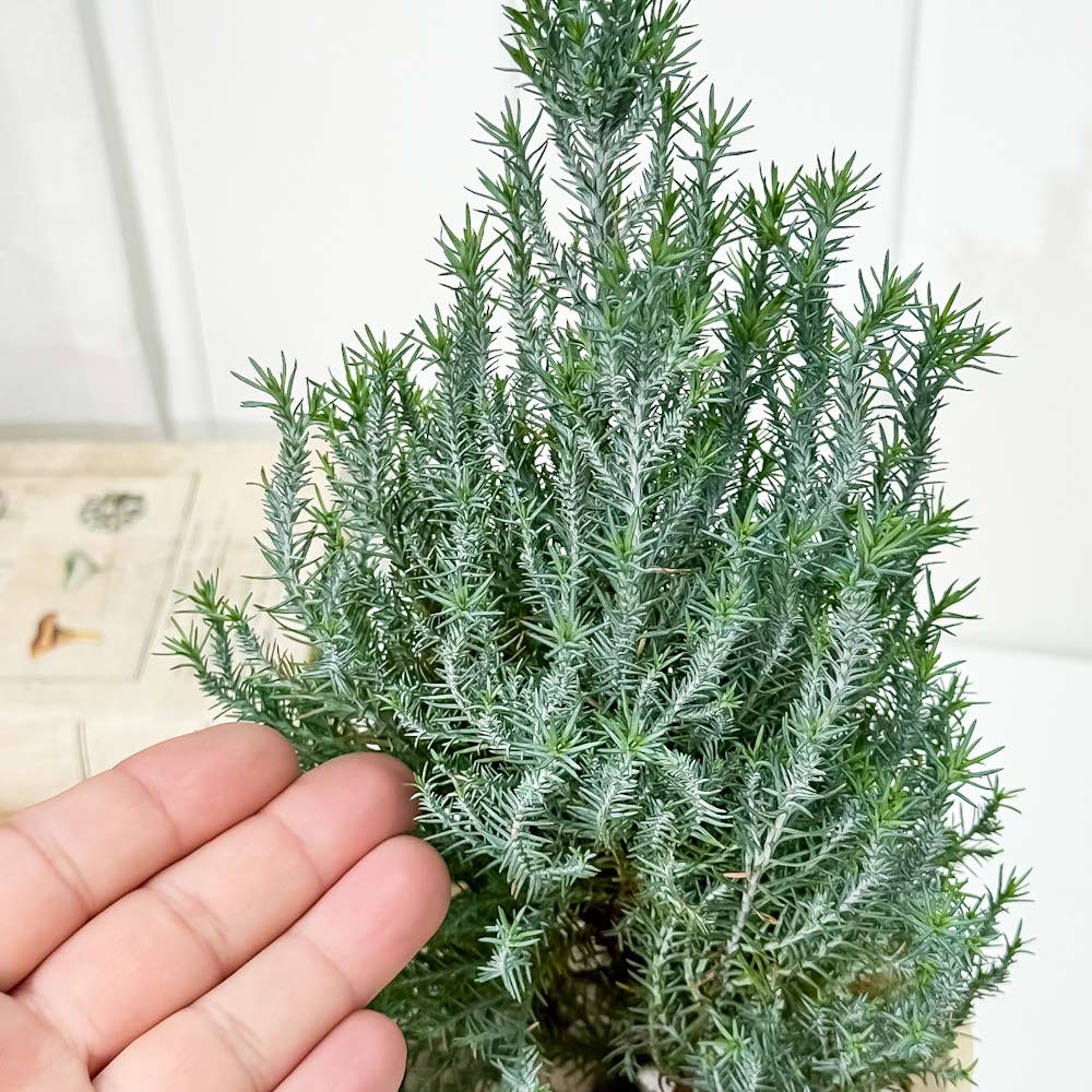PLANCHU 観葉植物 コニファー シルバースター 4号鉢 受け皿付き 育て方説明書付き Chamaecyparis lawsoniana ‘Ellwoodii’ エルウッディー 庭木 植木 針葉樹 クリスマスツリー