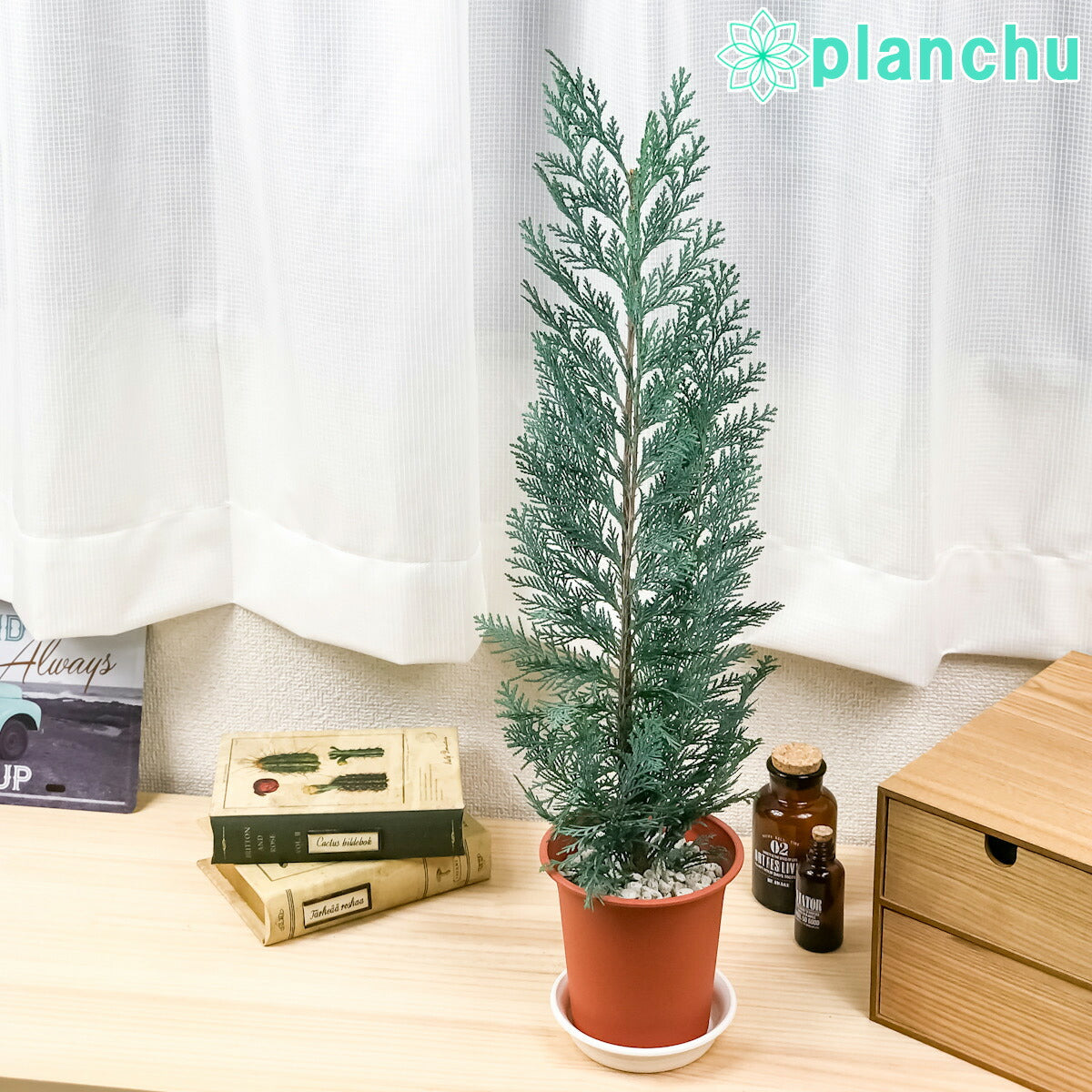 PLANCHU 観葉植物 コニファー コルムナリス 4号鉢 Chamaecyparis lawsoniana ‘Columnaris’ 庭木 植木 針葉樹 クリスマスツリー