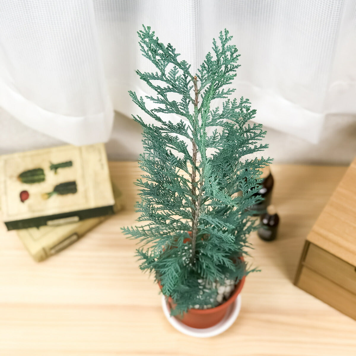 PLANCHU 観葉植物 コニファー コルムナリス 4号鉢 Chamaecyparis lawsoniana ‘Columnaris’ 庭木 植木 針葉樹 クリスマスツリー