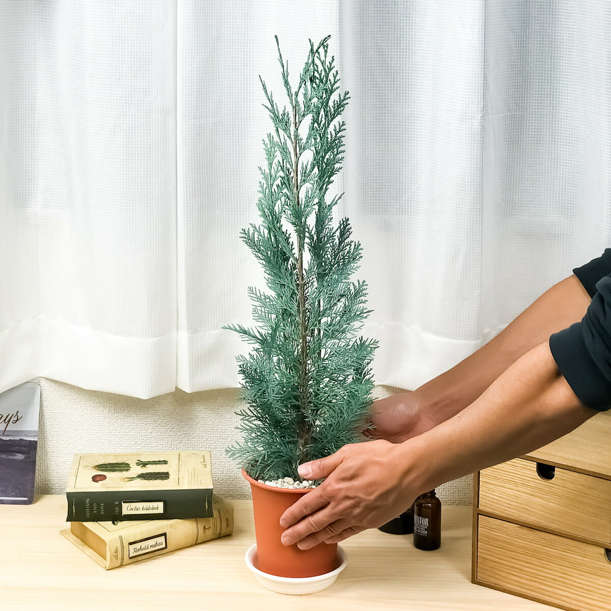 PLANCHU 観葉植物 コニファー コルムナリス 4号鉢 Chamaecyparis lawsoniana ‘Columnaris’ 庭木 植木 針葉樹 クリスマスツリー