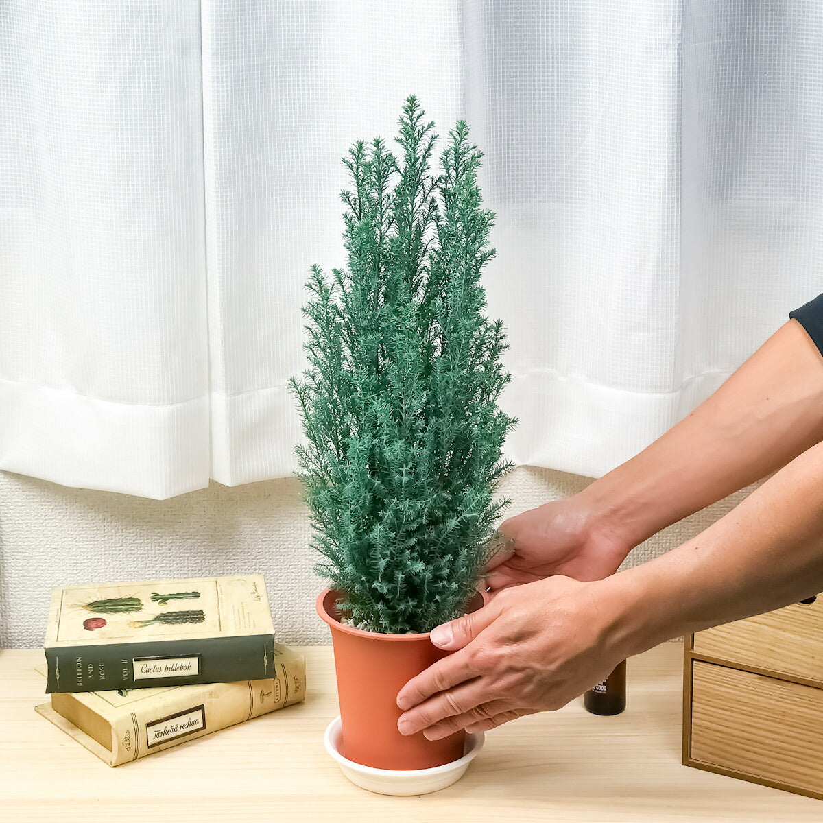PLANCHU 観葉植物 コニファー スノーホワイト 4号鉢 Chamaecyparis lawsoniana 庭木 植木 針葉樹 クリスマスツリー